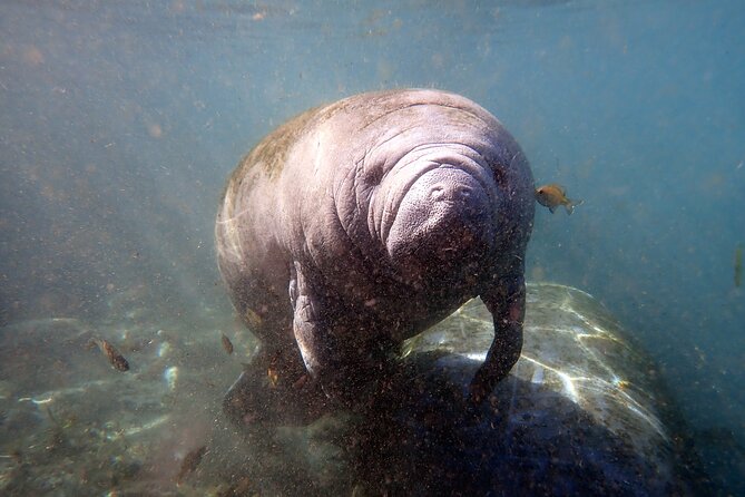 The 'OG' Manatee Snorkel Tour with In-Water Guide/Photographer - Entering the water with the guide