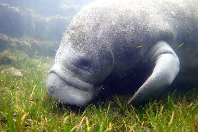 The 'OG' Manatee Snorkel Tour with In-Water Guide/Photographer - What you might see in the springs