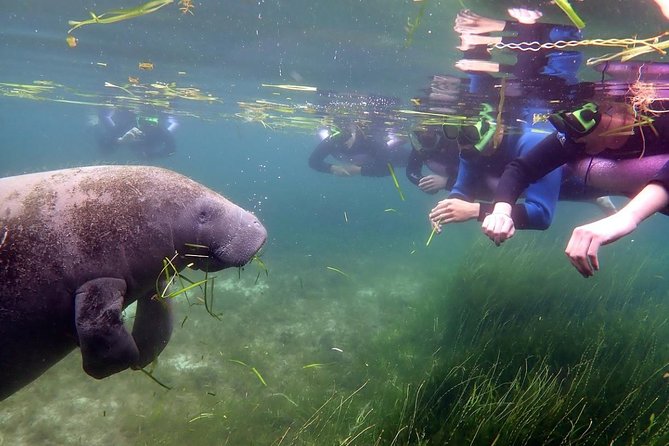 The 'OG' Manatee Snorkel Tour with In-Water Guide/Photographer - The photographer lets you focus on the animals