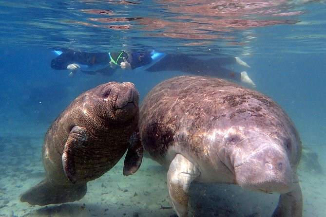 The 'OG' Manatee Snorkel Tour with In-Water Guide/Photographer - The boat ride through Kings Bay