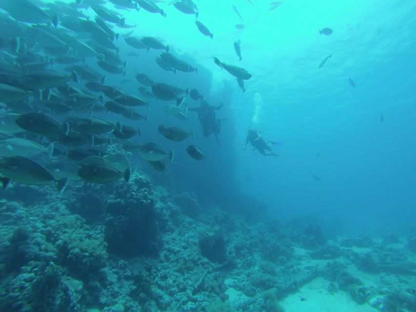 Tiran Island: Full-day Snorkeling, Diving Boat Trip - Reef sites, fish, coral, and the wreck