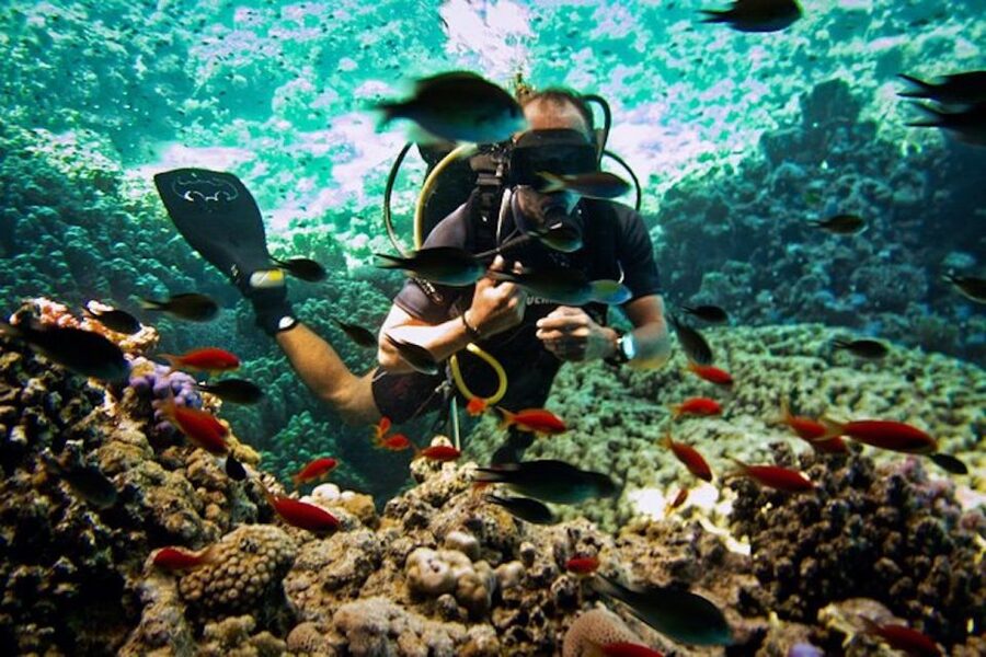 Tiran Island: Full-day Snorkeling, Diving Boat Trip - Booking advice for a smoother day