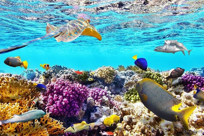 Tiran Island Snorkeling Excursion - Why Tiran Island makes a good snorkeling day
