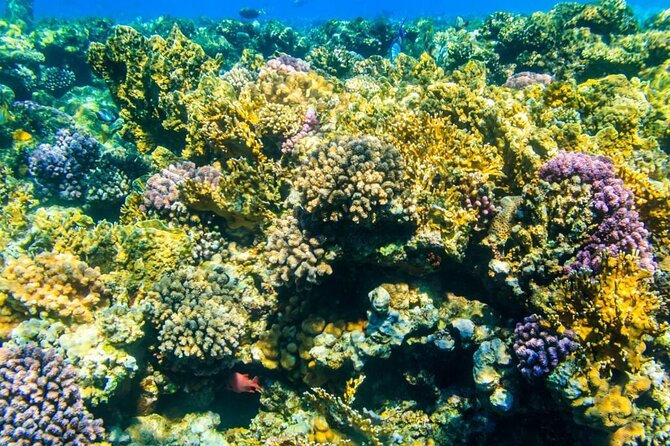 Tiran Island Snorkeling Excursion - The 90-minute ride to the first reef