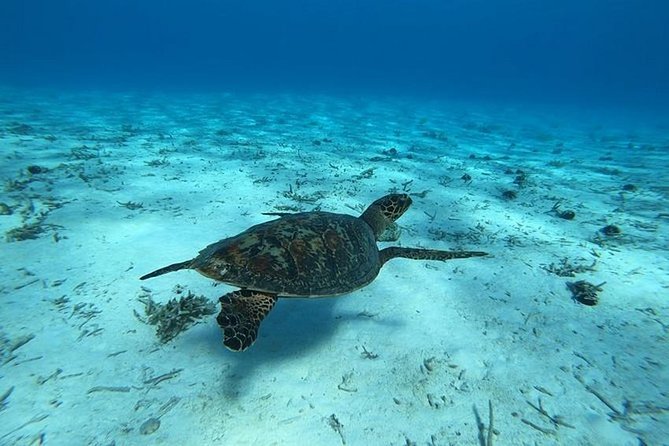 Tohora Bora Bora Snorkeling Lagoon Tours - Stop one: the lagoon and its changing sites
