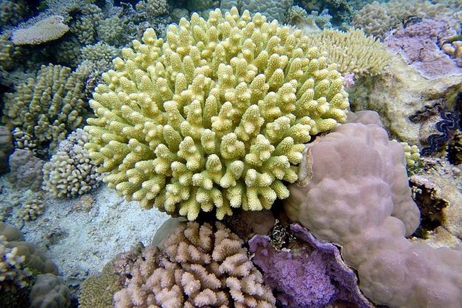 Tohora Bora Bora Snorkeling Lagoon Tours - When the lagoon is not cooperating