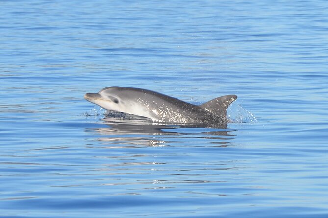 Tour to Figarolo Island with the possibility to observe dolphins - Key points about the Figarolo dolphin cruise