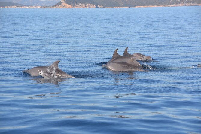 Tour to Figarolo Island with the possibility to observe dolphins - Why the dolphins are the main attraction
