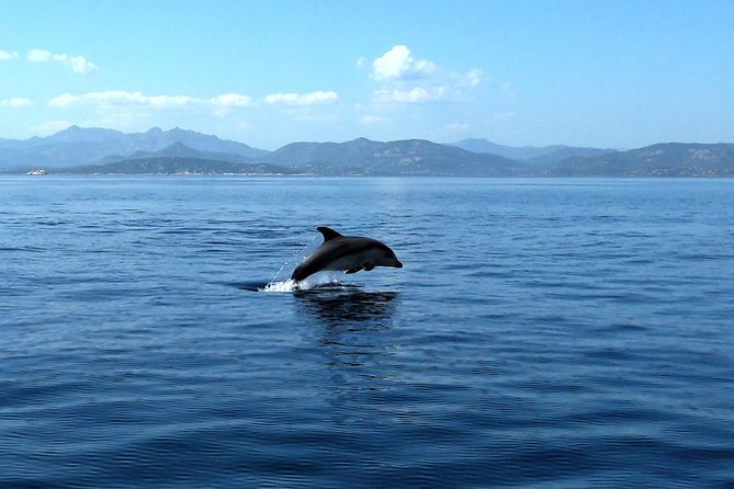 Tour to Figarolo Island with the possibility to observe dolphins - What the price means at $72.59