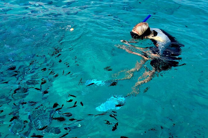Tour to Figarolo Island with the possibility to observe dolphins - Practical details before you book