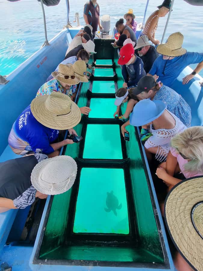 Town of 1770: Lady Musgrave Island Snorkelling Day Cruise - Is $198 a Fair Price?