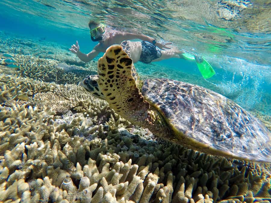 Town of 1770: Lady Musgrave Island Snorkelling Day Cruise - The 90-Minute Catamaran Crossing