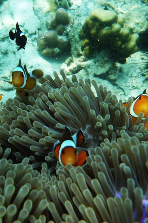 Trang: Emerald Cave, Kradan, Chueak Snorkeling Boat Trip - Key points to know before booking