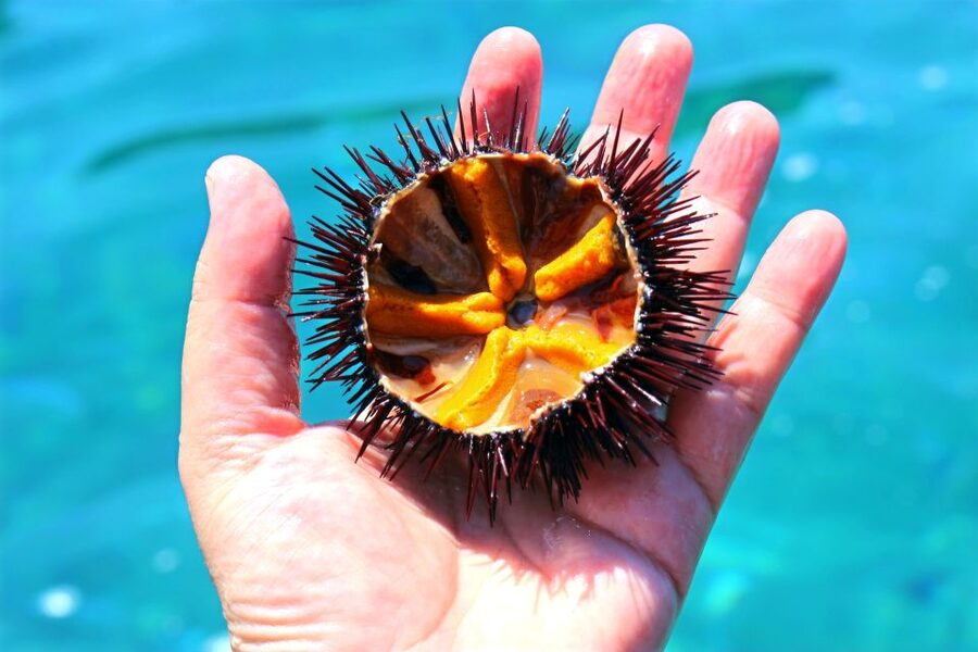 Tropea: Scoglio delle Sirene Snorkeling Cruise with Aperitif - Who should book this Tropea cruise?