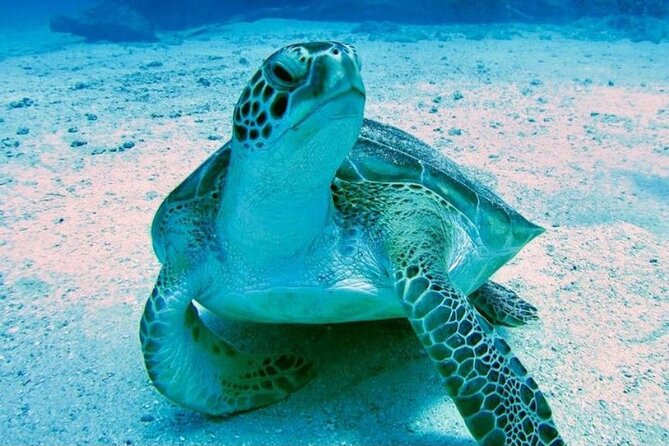 Tropical Catamaran Snorkeling & Sailing - Beach stops, noodles, and floating time