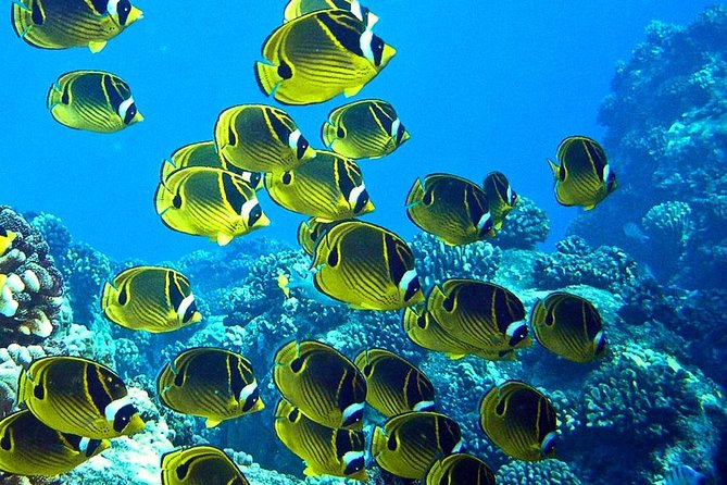 Tropical Reef & Wildlife Boat Snorkel Adventure - A Small Yacht Out of Hilo Bay