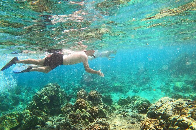 Tropical Reef & Wildlife Boat Snorkel Adventure - What You May See Beneath the Surface