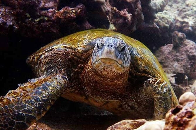 Tropical Reef & Wildlife Boat Snorkel Adventure - Why the Six-Person Limit Matters