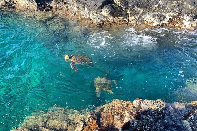 Tropical Reef & Wildlife Boat Snorkel Adventure - Is the $230.77 Price a Good Value?