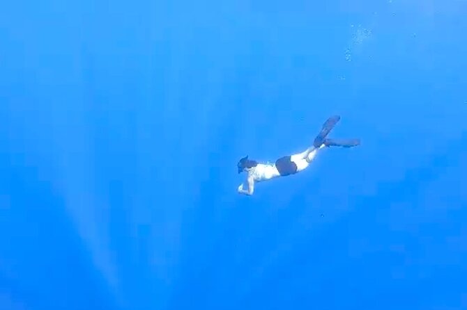 Tropical Reef & Wildlife Boat Snorkel Adventure - Practical Advice Before You Go