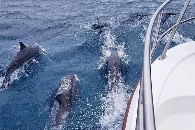 Tropical Reef & Wildlife Boat Snorkel Adventure - Who Should Book This Hilo Snorkel?