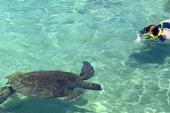Tropical Reef & Wildlife Boat Snorkel Adventure - Final Call: A Promising Trip With a Real Safety Question
