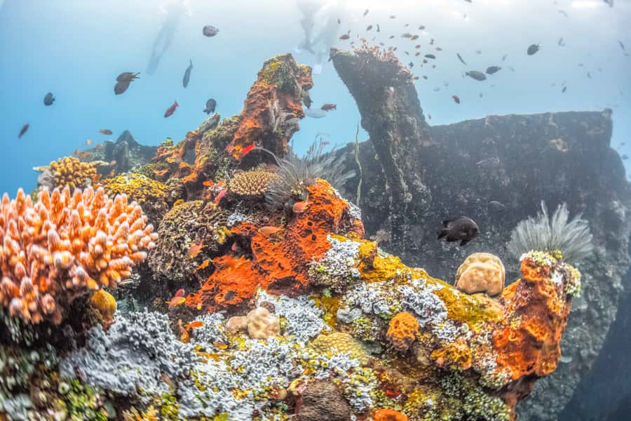 Tulamben: USAT Liberty Shipwreck Full-Day Snorkeling Trip - Why Tulamben is special for snorkeling