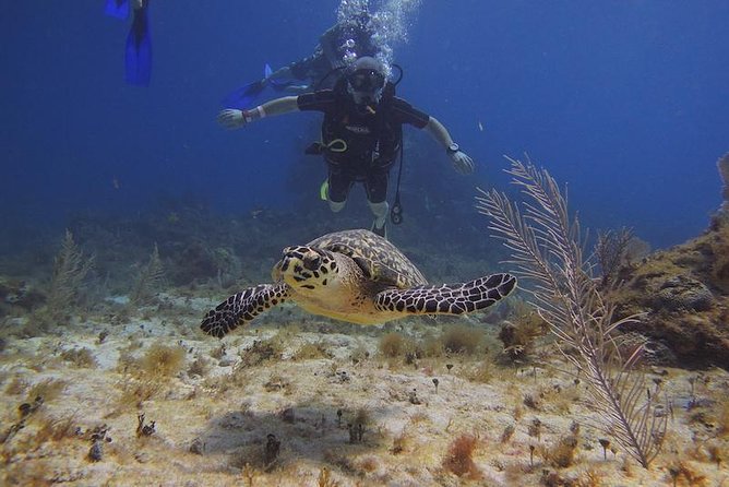 Tulum Akumal Snorkel Tour and 4 Cenotes Small Group All Fees Incl - What your six hours look like