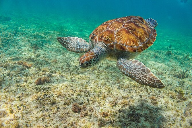 Tulum, Snorkeling with Sea Turtles, Cenote and Beachside Lunch - Akumal Beach: excellent turtle sightings, uneven conditions
