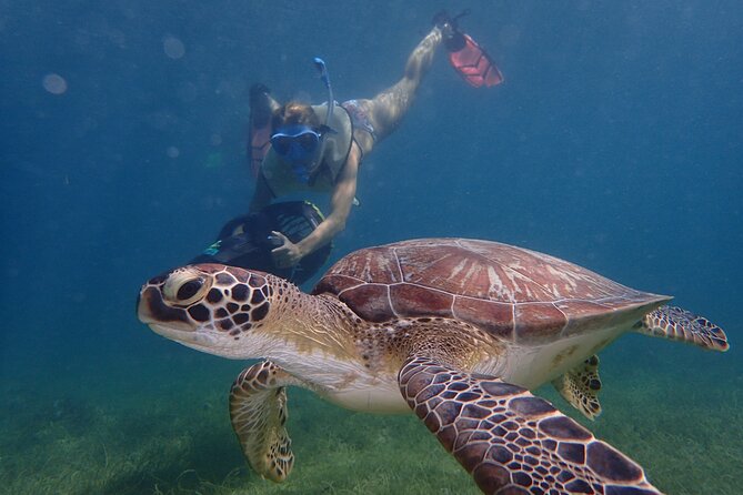 Turtle Beach Power Snorkeling Adventure - Key points at a glance