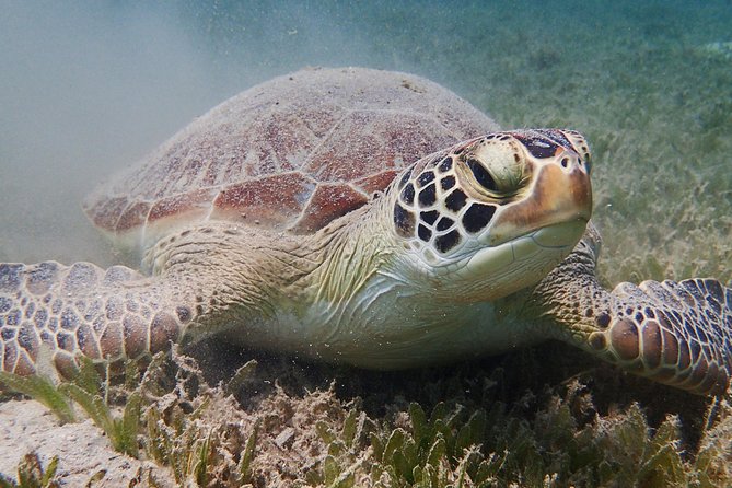 Turtle Beach Power Snorkeling Adventure - Why the sea scooter changes ordinary snorkeling