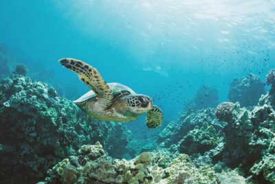 Turtle Canyon Snorkel Adventure in Waikiki, Oahu