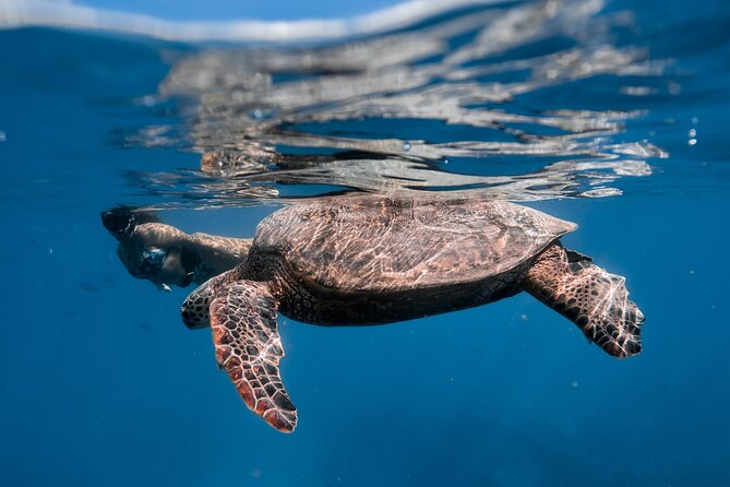 Turtle Canyon Snorkel: Semi Private Boat Tour - The crew matters as much as the reef
