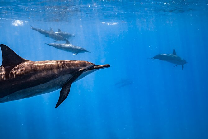 Turtle Canyon Snorkel: Semi Private Boat Tour - Snorkeling gear and comfort in the water