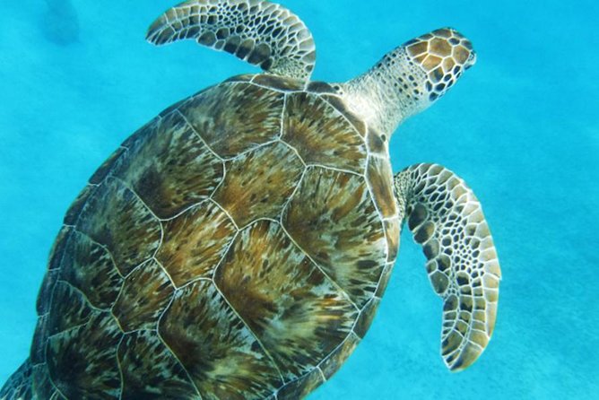 Turtle Cove Catamaran Snorkel and Sail at Little Buck Island STT - Fish, coral, and what you may actually see