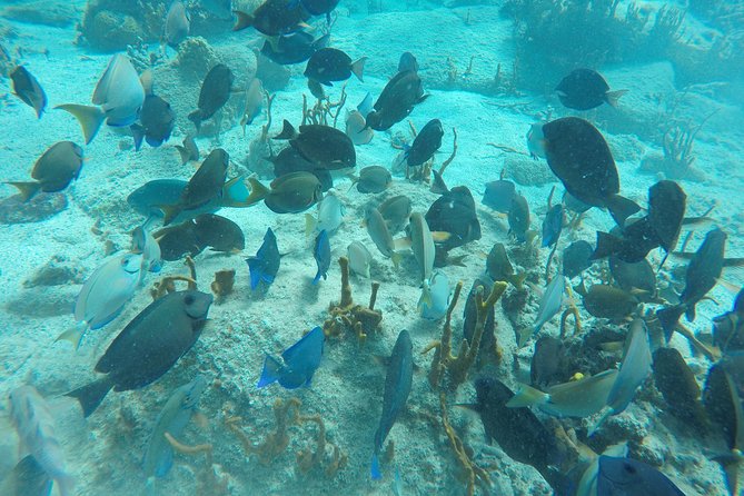 Turtle Cove Catamaran Snorkel and Sail at Little Buck Island STT - Who will enjoy this excursion most?