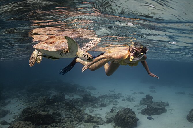 Turtle Snorkeling Aruba: Private Tour with Video - Why this short Aruba snorkel works