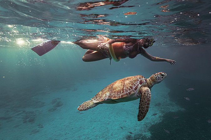 Turtle Snorkeling Aruba: Private Tour with Video - A private group changes the experience