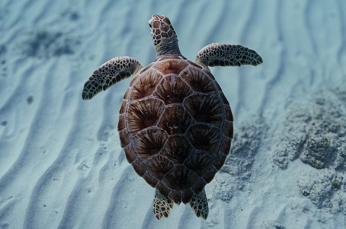 Turtle Snorkeling Aruba: Private Tour with Video - Is $135 per person good value?