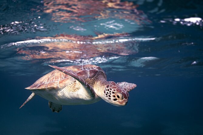 Turtle Snorkeling Aruba: Private Tour with Video - Timing your morning in Aruba