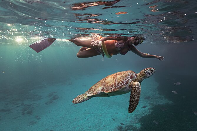 Turtle Snorkeling Aruba: Private Tour with Video - The video is a useful souvenir