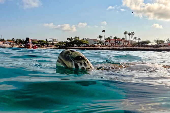 Turtle Snorkeling Tour in Tres Trapi, Aruba - Key points at a glance