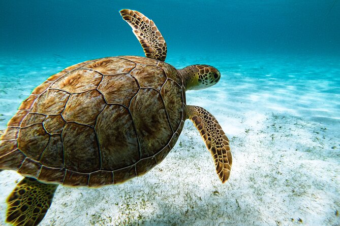 Turtle Snorkeling Tour in Tres Trapi, Aruba - Tres Trapi puts you close to Aruba’s turtles