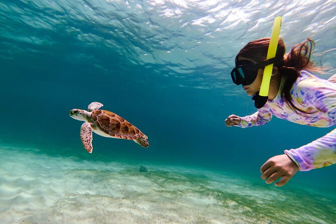 Turtle Snorkeling Tour in Tres Trapi, Aruba - Why the guide adds real value