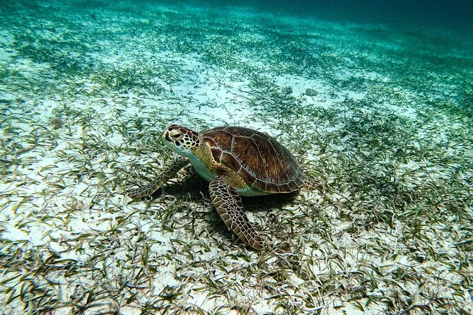 Turtle Snorkeling Tour in Tres Trapi, Aruba - Turtles first, but the reef offers more