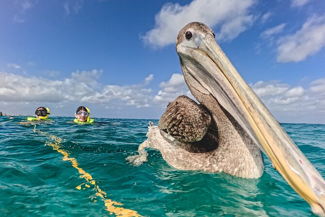 Turtle Snorkeling Tour in Tres Trapi, Aruba - Small groups make the water time better
