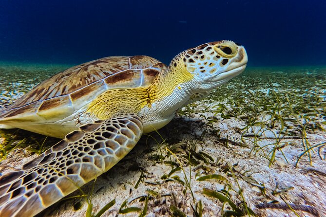 Turtle Snorkeling Tour in Tres Trapi, Aruba - Timing, meeting point, and practical planning