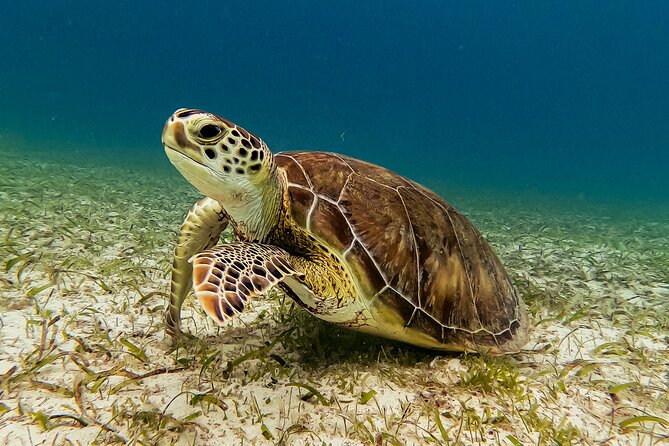Turtle Snorkeling Tour in Tres Trapi, Aruba - Is $125 a fair price?