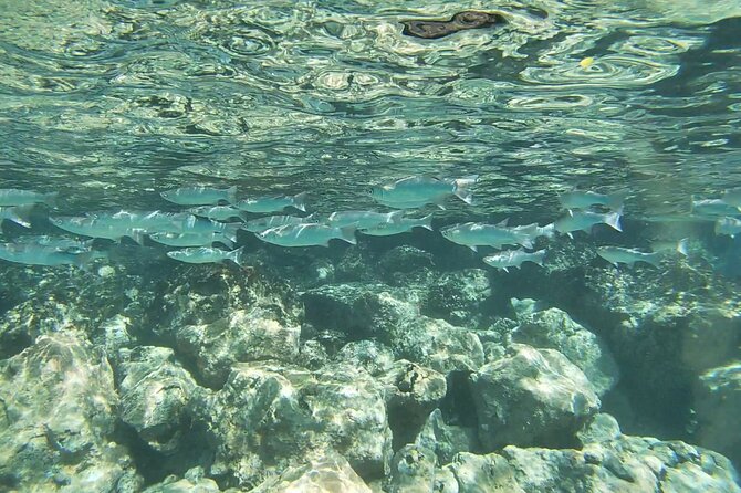 Two Reef Snorkel Trip-See Captain Cook Monument & Sea Caves - Dolphins and whales are a bonus, not a promise
