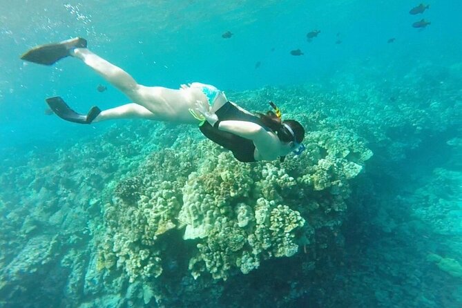 Two Reef Snorkel Trip-See Captain Cook Monument & Sea Caves - What can go wrong?